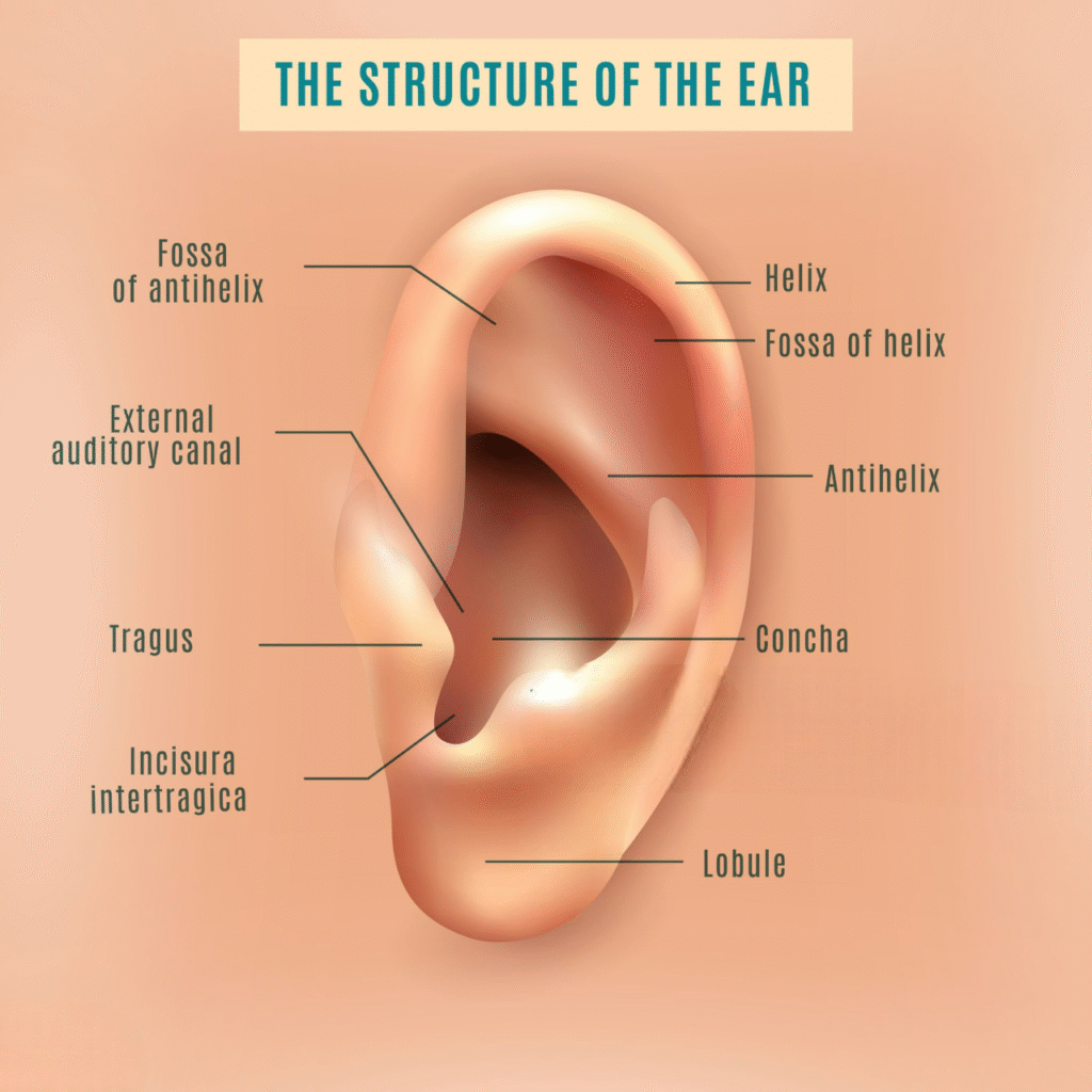 piercing conch bienfaits piercing conch bienfaits