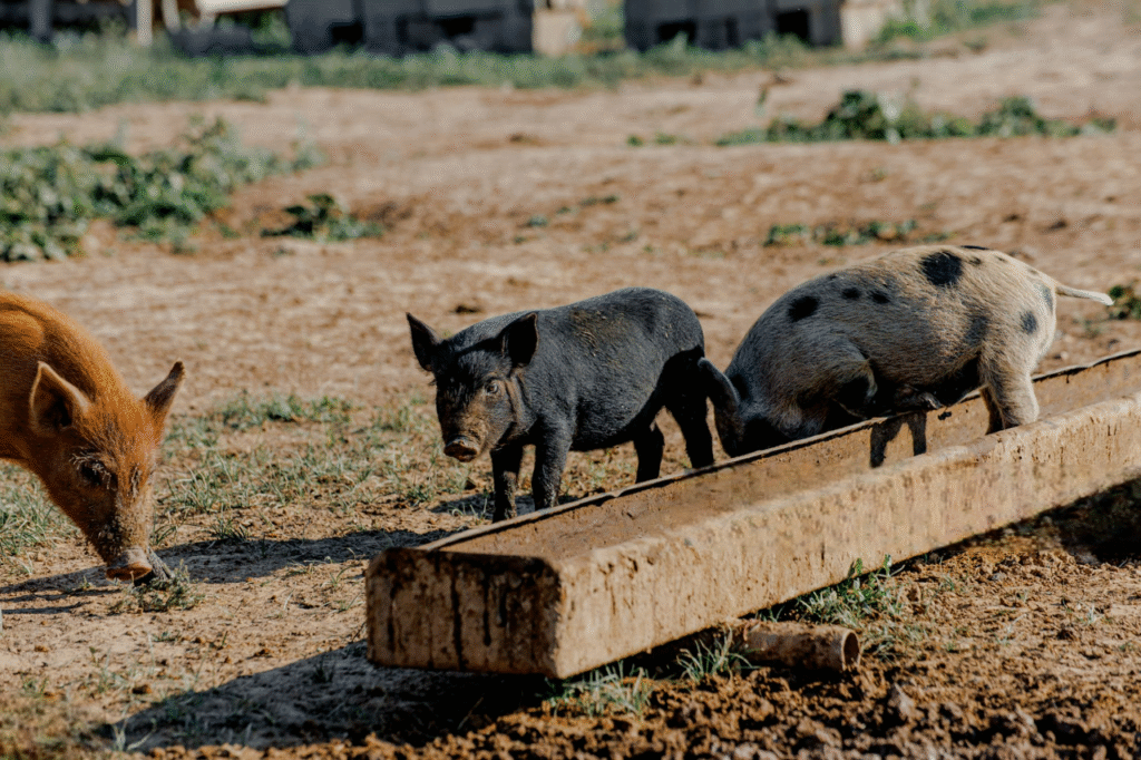 cochon de lait à la portuguaise cochon de lait à la portuguaise