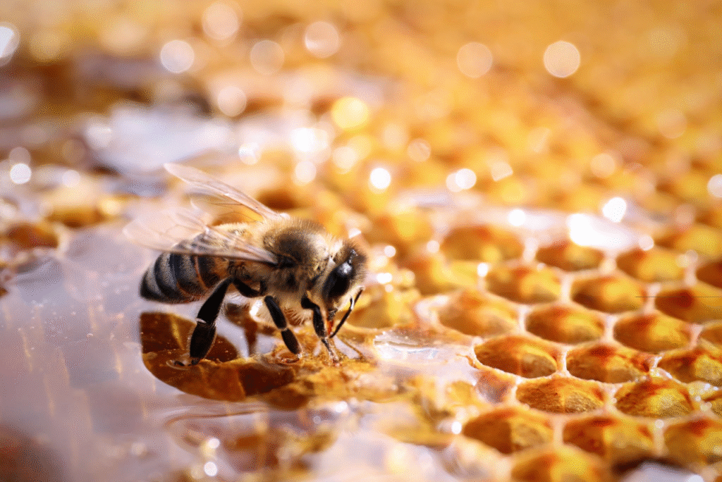 crème venin d'abeille avis dermatologue