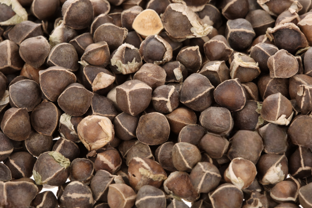 graine de moringa graine de moringa