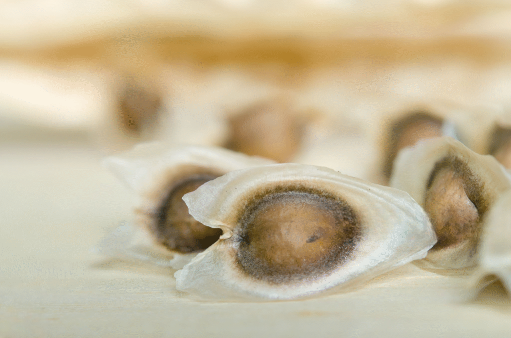 graine de moringa graine de moringa